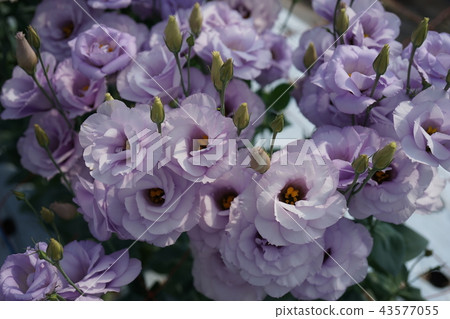 Beautiful flower Turkey 43577055