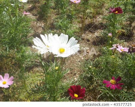  秋天櫻花波斯菊白花 43577725