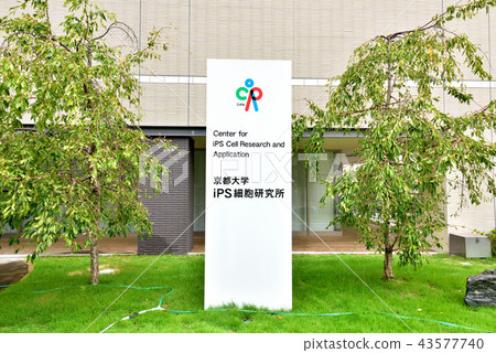 京都大學iPS細胞研究所京都大學吉田校區藥學院醫學院 京都大學iPS細胞研究所京都大學吉田校區藥學院醫學院 43577740