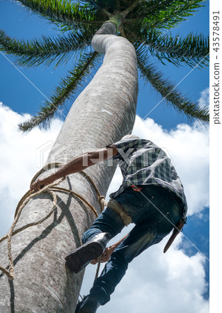 Adult male climbs coconut tree to get coco nuts Adult male climbs coconut tree to get coco nuts 43578491