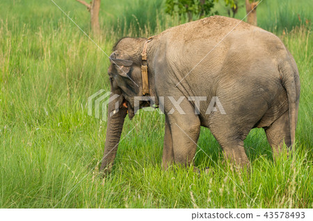 Asian elephant eating grass or feeding in the wild Asian elephant eating grass or feeding in the wild 43578493