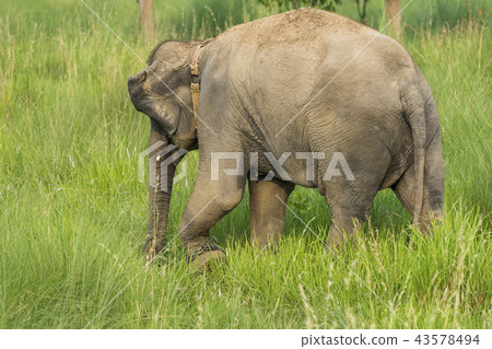 Asian elephant eating grass or feeding in the wild Asian elephant eating grass or feeding in the wild 43578494