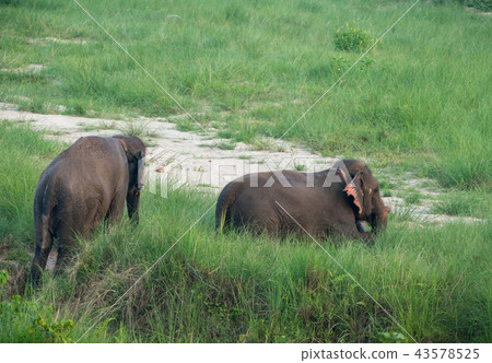 Group of Asian elephant bathing in the pond 43578525