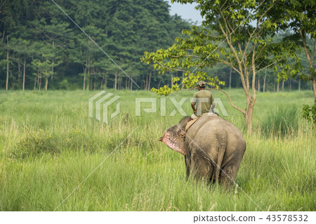 Mahout or elephant rider riding a female elephant 43578532