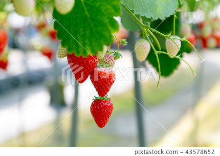 Strawberry Strawberry 43578652