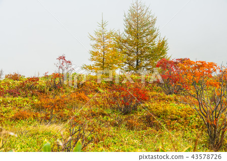 Gunma Prefecture Shiraneyama autumn leaves Gunma Prefecture Shiraneyama autumn leaves 43578726