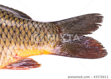 Close-up of a wet tail of a carp. Close-up of a wet tail of a carp. 43578811