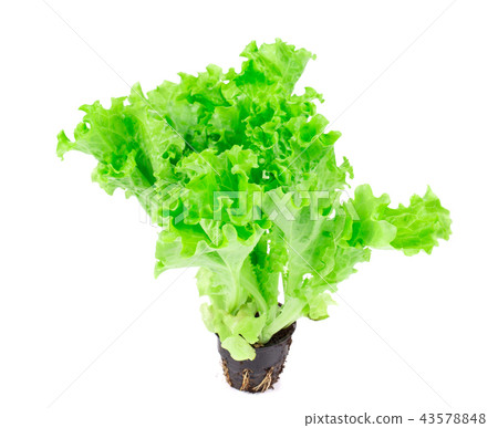 Close-up of a rich hydroponic green salad. 43578848