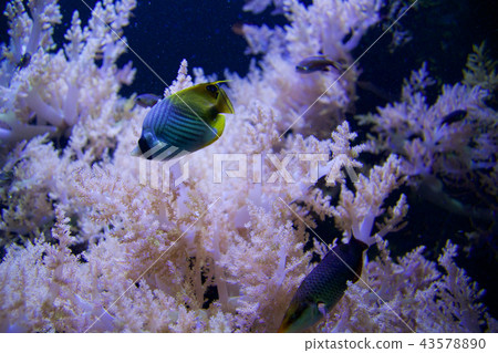 SEATTLE, WASHINGTON, USA - JAN 25th, 2017: Exotic coral fish in marine aquarium on blue background 43578890