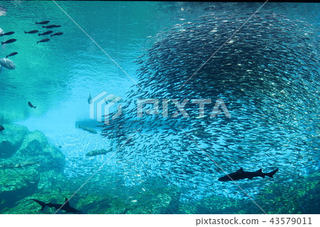 仙台Umi森林水族館 仙台Umi森林水族館 43579011