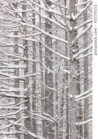 Shinshu在冬天，雪Nobeyama高地森林 43579351
