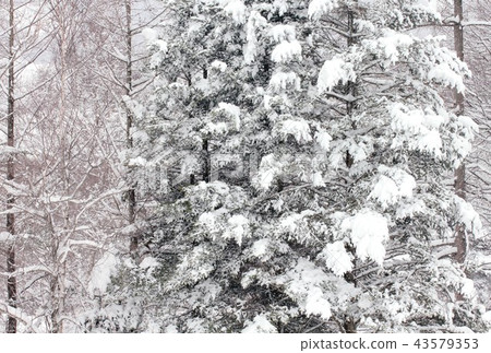 Shinshu in winter, Forest of Snow Nobeyama Highland Shinshu in winter, Forest of Snow Nobeyama Highland 43579353