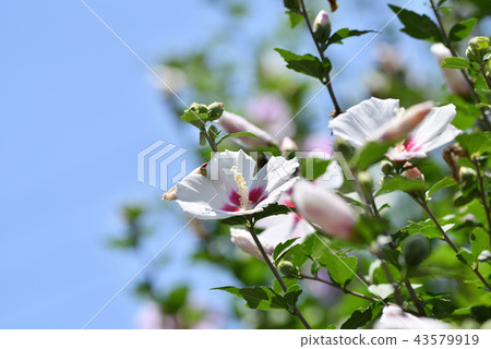 Mukge Mukge 43579919