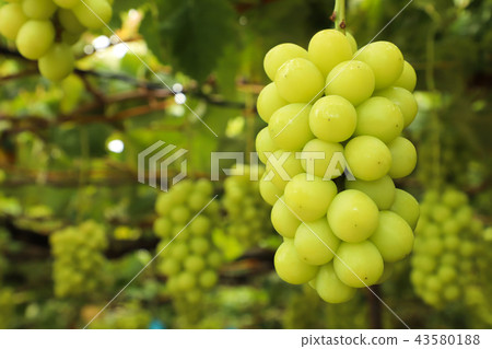 Shine Muscat grape hunting Shine Muscat grape hunting 43580188