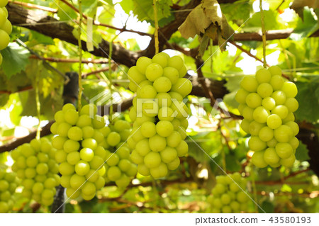 閃耀馬斯喀特葡萄狩獵 43580193
