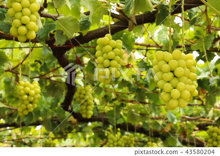 閃耀馬斯喀特葡萄狩獵 43580204