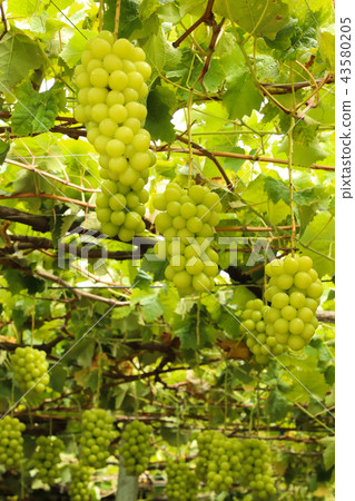 閃耀馬斯喀特葡萄狩獵 閃耀馬斯喀特葡萄狩獵 43580205