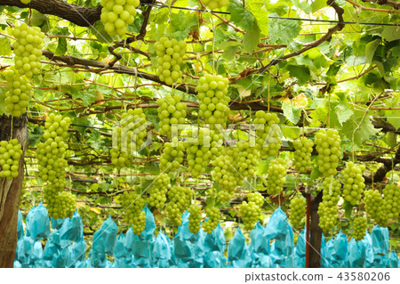 閃耀馬斯喀特葡萄狩獵 閃耀馬斯喀特葡萄狩獵 43580206