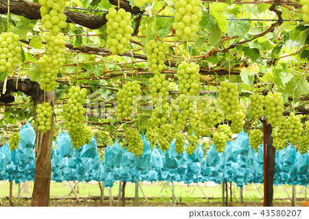 閃耀馬斯喀特葡萄狩獵 43580207