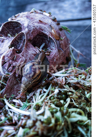 Death skull human with big snail crawl on face. 43580557