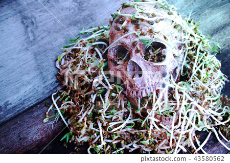 Death skull human with big snail crawl on face. Death skull human with big snail crawl on face. 43580562