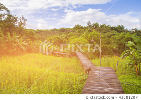 Wooden walking path over rice field  43581297