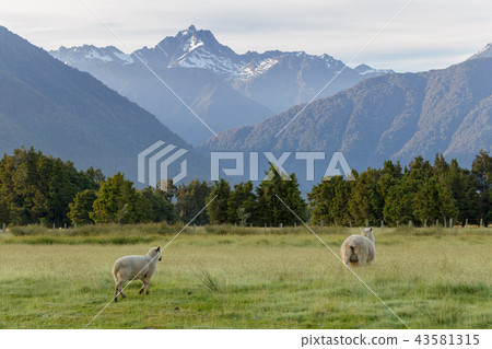 Sheep over Fox Mount New Zealand 43581315