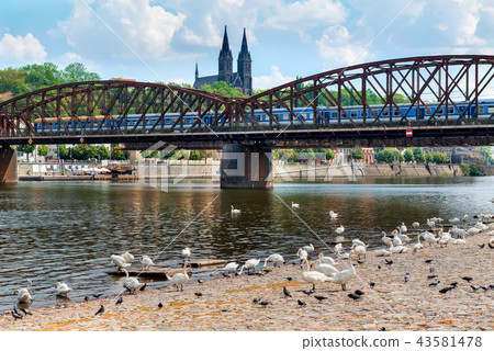 Swans near Railway bridge 43581478