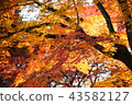 秋天的樹葉 43582127