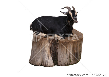 Cute black goat sitting on a stump 43582172