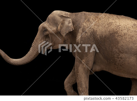 African Elephant isolated on black background African Elephant isolated on black background 43582173
