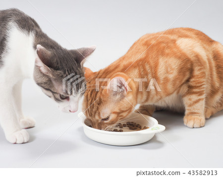 吃食物的小貓 43582913