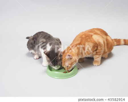 吃食物的小貓 吃食物的小貓 43582914