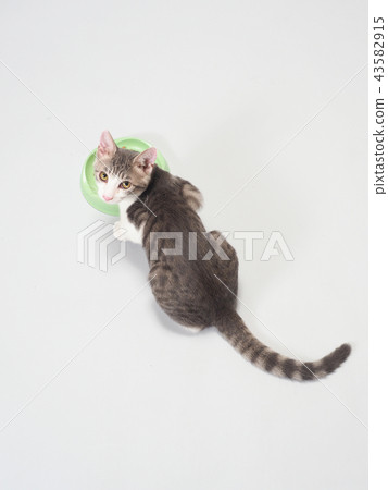 轉動小貓的背面圖，當吃食物時 43582915