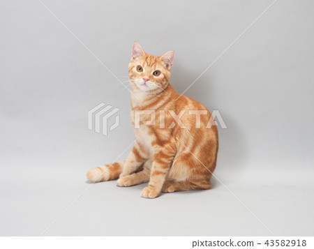 Sitting kitten 43582918
