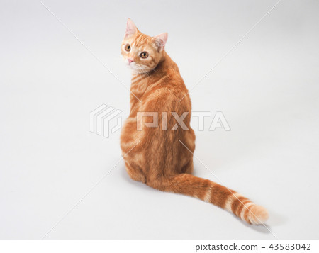 一隻變身的小貓 43583042