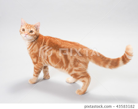 A turned kitten A turned kitten 43583182