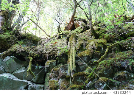 Competition of moss Norikura Kogen Matsumoto City 43583244