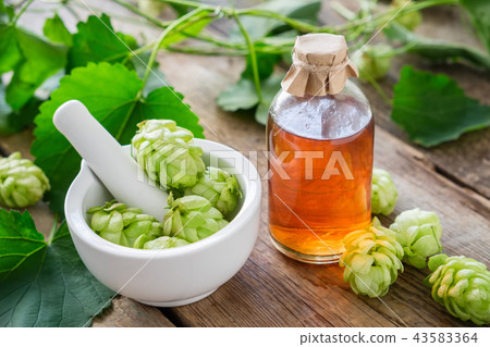 Hop cones in mortar and bottle of tincture. 43583364