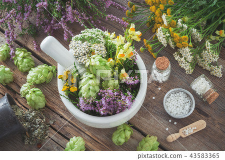 Mortar, healthy plants, homeopathic globules. Mortar, healthy plants, homeopathic globules. 43583365