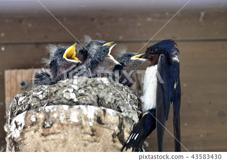 Swallowing of Tsubame 43583430