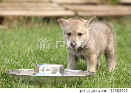 Saarloos wolfhound puppy with bowl 43583515