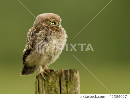 Juvenile Little owl perching on a post Juvenile Little owl perching on a post 43584037