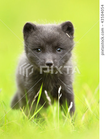 Close up of an Arctic fox cub in the grass field 43584054