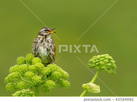 Close up of a Redwing calling, Iceland 43584092