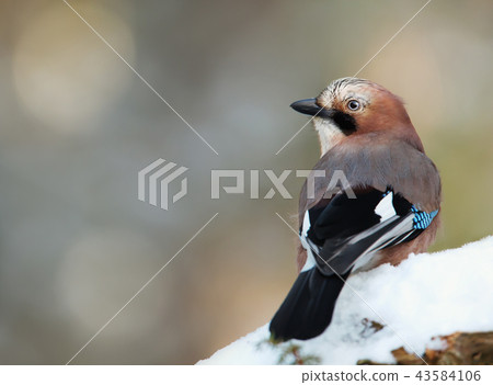 Eurasian Jay perching on a tree branch in winter 43584106