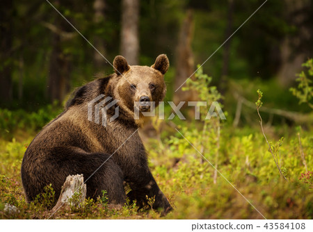 Close up of Eurasian brown bear male 43584108