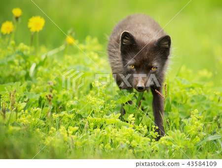 Adult blue morph arctic fox in the meadow 43584109
