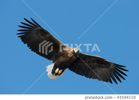 Close up of a White-tailed sea Eagle in flight 43584110