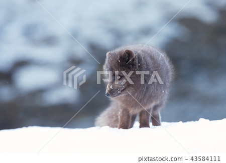 Close up of an Arctic fox standing in the snow Close up of an Arctic fox standing in the snow 43584111